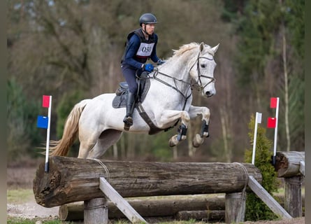 Belgisch Warmbloed, Merrie, 14 Jaar, 174 cm, Schimmel