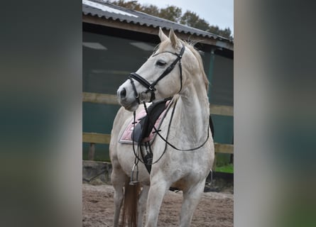 Belgisch Warmbloed, Merrie, 15 Jaar, 164 cm, Wit