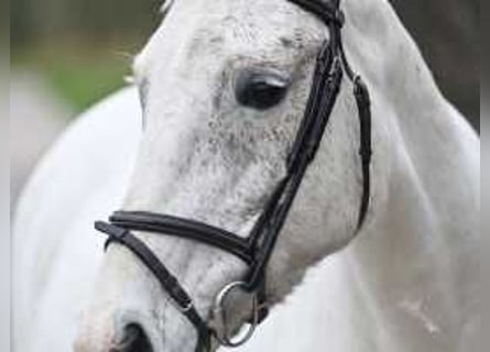 Belgisch Warmbloed, Merrie, 16 Jaar, 160 cm, Schimmel