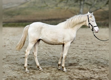 Belgisch Warmbloed, Merrie, 1 Jaar, 138 cm, Perlino