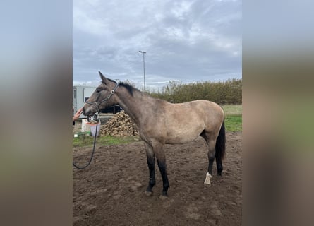 Belgisch Warmbloed, Merrie, 1 Jaar, 163 cm, Schimmel