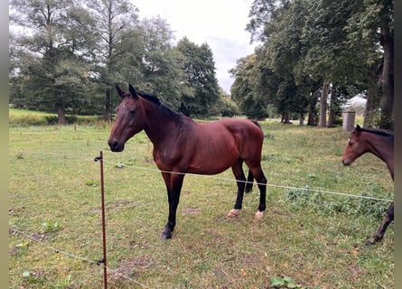 Belgisches Warmblut, Stute, 20 Jahre, 170 cm, Dunkelbrauner