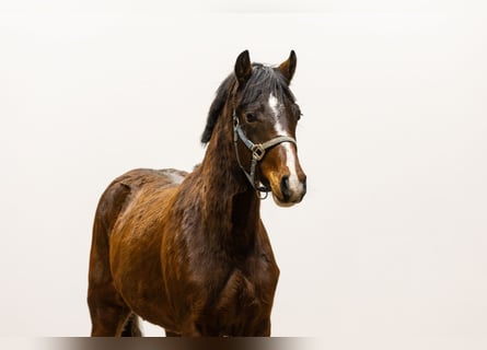 Belgisch Warmbloed, Merrie, 2 Jaar, 136 cm, Bruin