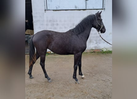 Belgisch Warmbloed, Merrie, 2 Jaar, 160 cm, Zwart