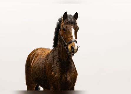 Belgisch Warmbloed, Merrie, 3 Jaar, 142 cm, Bruin