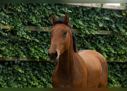 Belgisch Warmbloed, Merrie, 3 Jaar, 153 cm, Zwart