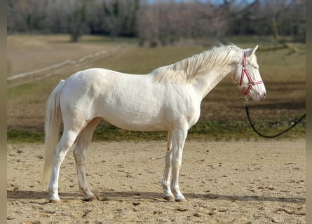 Belgisch Warmbloed, Merrie, 3 Jaar, 160 cm, Cremello