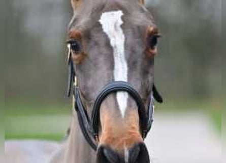 Belgisch Warmbloed, Merrie, 3 Jaar, 160 cm, Roodbruin