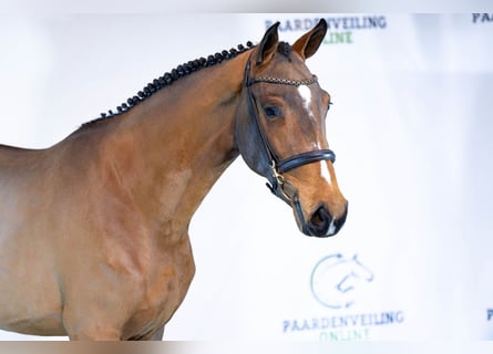 Belgisch Warmbloed, Merrie, 3 Jaar, 161 cm, Bruin