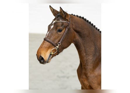 Belgisch Warmbloed, Merrie, 3 Jaar, 163 cm, Bruin