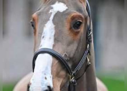 Belgisch Warmbloed, Merrie, 3 Jaar, 163 cm, Roodbruin