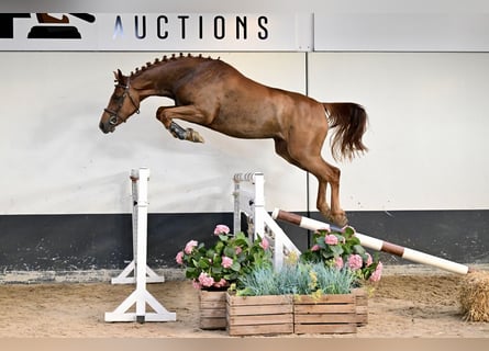 Belgisch Warmbloed, Merrie, 3 Jaar, 165 cm