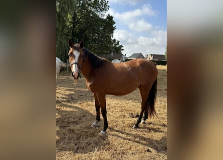 Belgisch Warmbloed, Merrie, 3 Jaar, 166 cm, Bruin