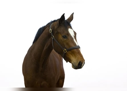 Belgisch Warmbloed, Merrie, 3 Jaar, 171 cm, Bruin