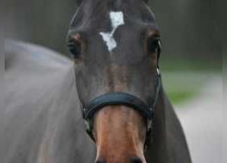 Belgisch Warmbloed, Merrie, 3 Jaar, 172 cm, Roodbruin