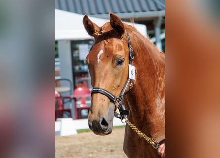 Belgisch Warmbloed, Merrie, 3 Jaar, Vos