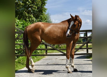 Belgisch Warmbloed, Merrie, 3 Jaar, Vos