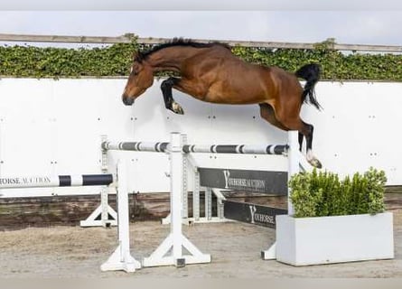 Belgisch Warmbloed, Merrie, 4 Jaar, 161 cm, Bruin