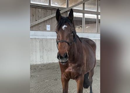 Belgisch Warmbloed, Merrie, 4 Jaar, 163 cm, Bruin