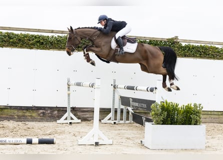 Belgisch Warmbloed, Merrie, 4 Jaar, 164 cm, Bruin