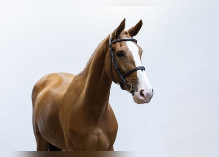 Belgisch Warmbloed, Merrie, 4 Jaar, 164 cm, Vos