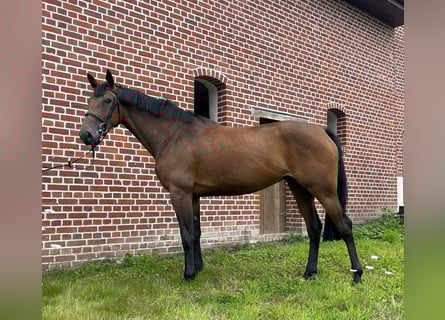 Belgisch Warmbloed, Merrie, 4 Jaar, 167 cm, Donkerbruin