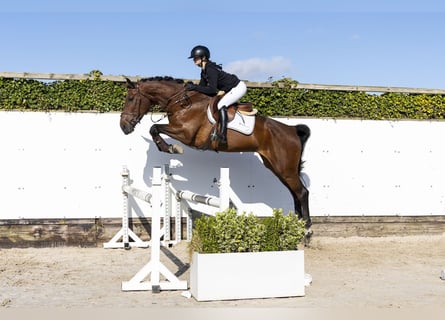 Belgisch Warmbloed, Merrie, 4 Jaar, 168 cm, Bruin