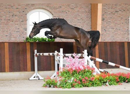 Belgisch Warmbloed, Merrie, 4 Jaar, 169 cm, Donkerbruin