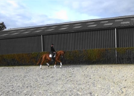 Belgisch Warmbloed, Merrie, 4 Jaar, 169 cm, Vos