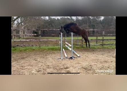 Belgisch Warmbloed, Merrie, 4 Jaar, 171 cm, Donkerbruin