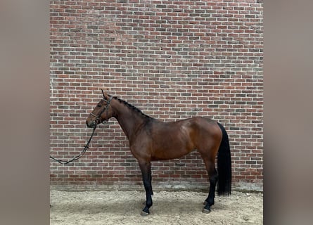 Belgisch Warmbloed, Merrie, 5 Jaar, 165 cm, Bruin