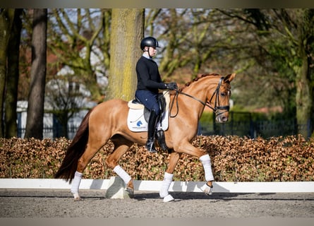 Belgisch Warmbloed, Merrie, 5 Jaar, 165 cm, Vos