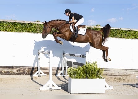 Belgisch Warmbloed, Merrie, 5 Jaar, 169 cm, Donkere-vos