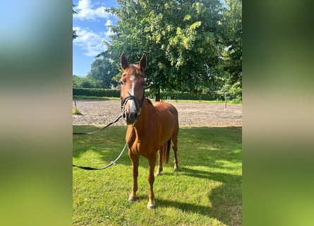 Belgisch Warmbloed, Merrie, 6 Jaar, 164 cm, Donkere-vos