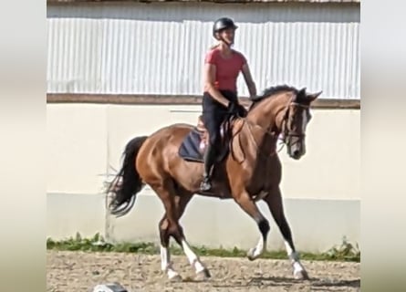 Belgisch Warmbloed, Merrie, 6 Jaar, 170 cm, Bruin