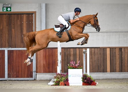 Belgisch Warmbloed, Merrie, 6 Jaar, 170 cm, Donkere-vos