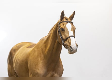 Belgisch Warmbloed, Merrie, 6 Jaar, 173 cm, Vos