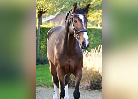 Belgisch Warmbloed, Merrie, 7 Jaar, 161 cm, Donkerbruin