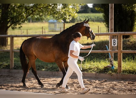 Belgisch Warmbloed, Merrie, 7 Jaar, 161 cm, Zwartbruin