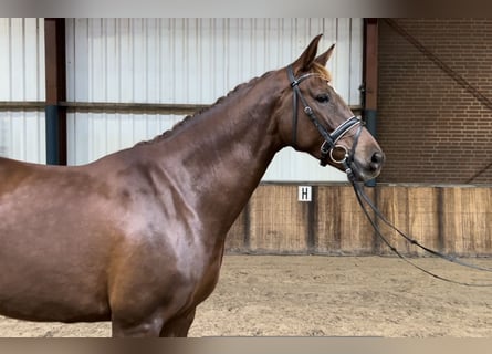 Belgisch Warmbloed, Merrie, 7 Jaar, 168 cm, Vos