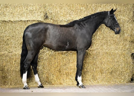 Belgisch Warmbloed, Merrie, 7 Jaar, 169 cm, Zwart