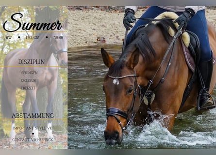 Belgisch Warmbloed, Merrie, 7 Jaar, 170 cm, Bruin