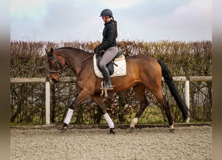 Belgisch Warmbloed, Merrie, 7 Jaar, 173 cm, Bruin