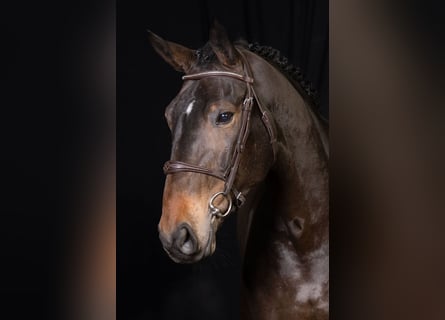 Belgisch Warmbloed, Merrie, 7 Jaar, Bruin