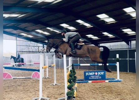 Belgisch Warmbloed, Merrie, 8 Jaar, 165 cm, Roodbruin