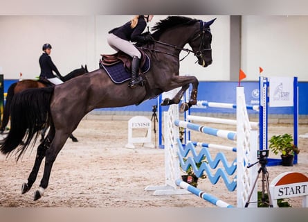 Belgisch Warmbloed, Merrie, 8 Jaar, 167 cm, Zwartbruin