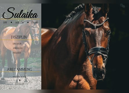 Belgisch Warmbloed, Merrie, 8 Jaar, 168 cm