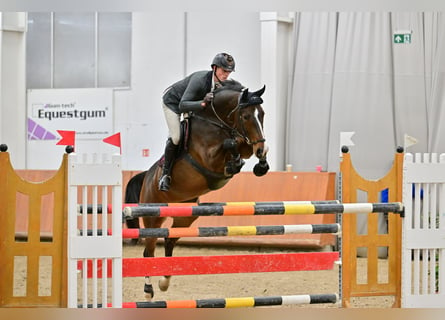 Belgisches Warmblut, Stute, 9 Jahre, 167 cm, Dunkelbrauner