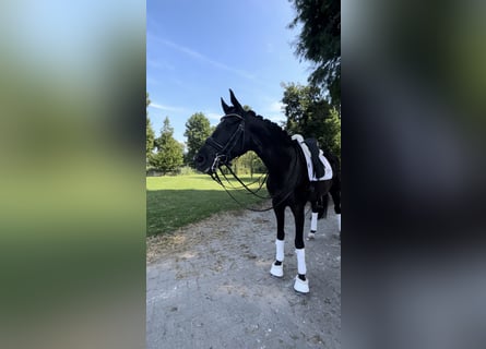 Belgisches Warmblut, Stute, 9 Jahre, 168 cm, Rappe