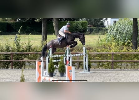 Belgisch Warmbloed, Merrie, 9 Jaar, 181 cm, Donkerbruin